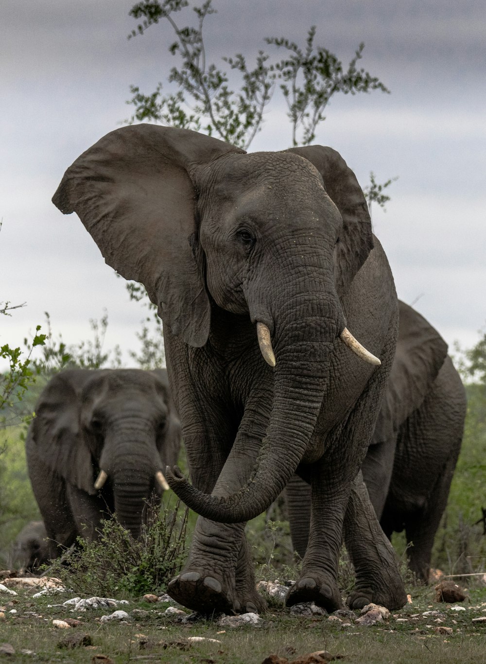 a couple of elephants that are standing in the grass