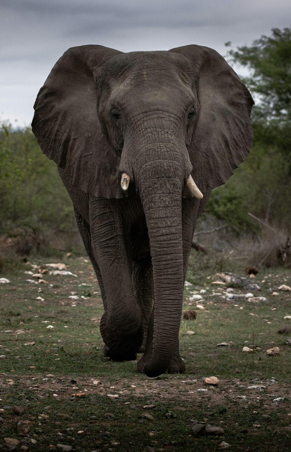 an elephant walking in a field with trees in the background