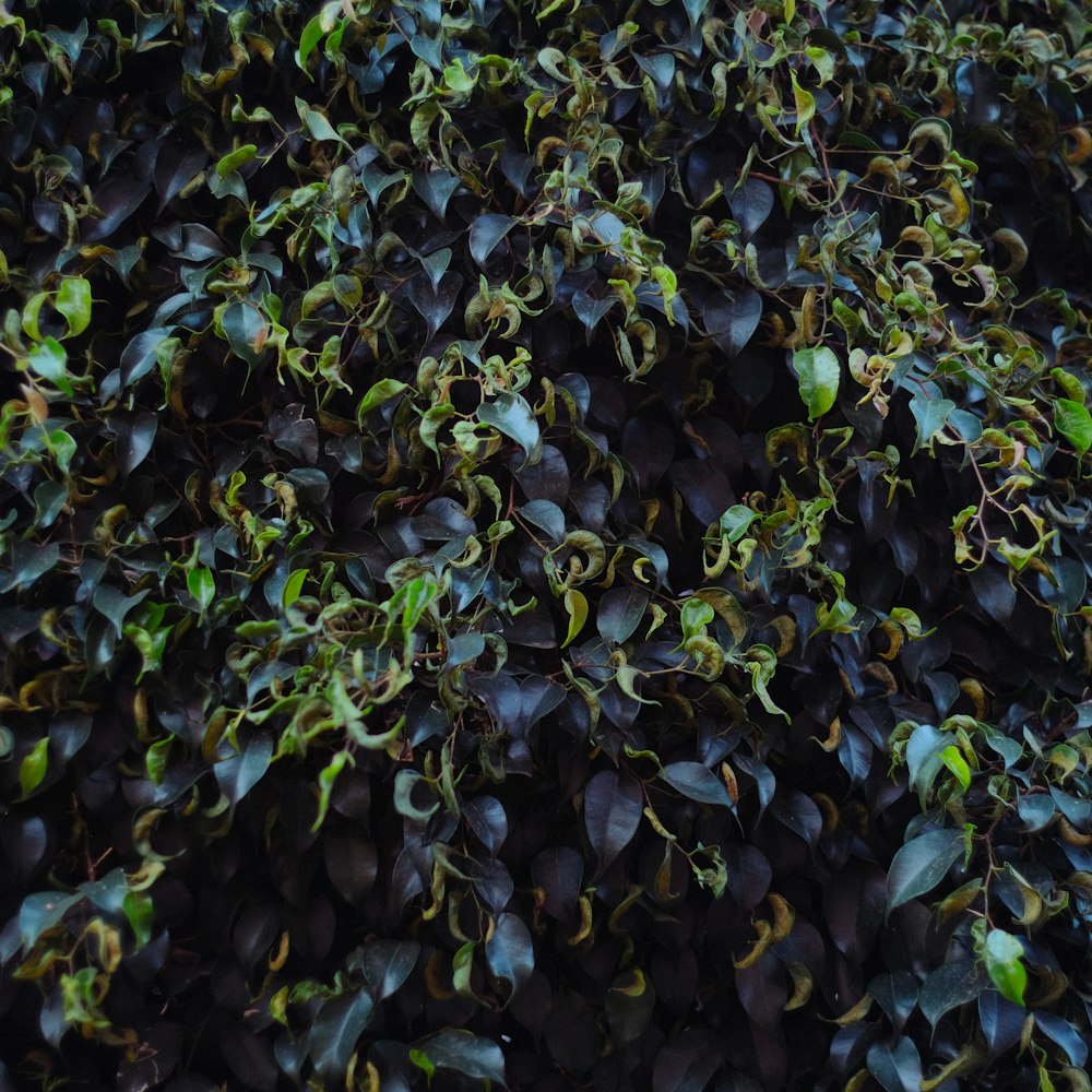 a close up of a bush with green leaves