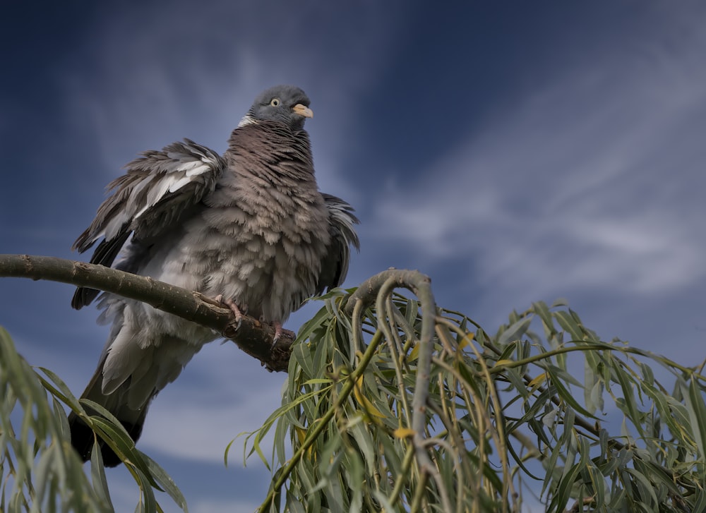 a bird perched on a branch of a tree