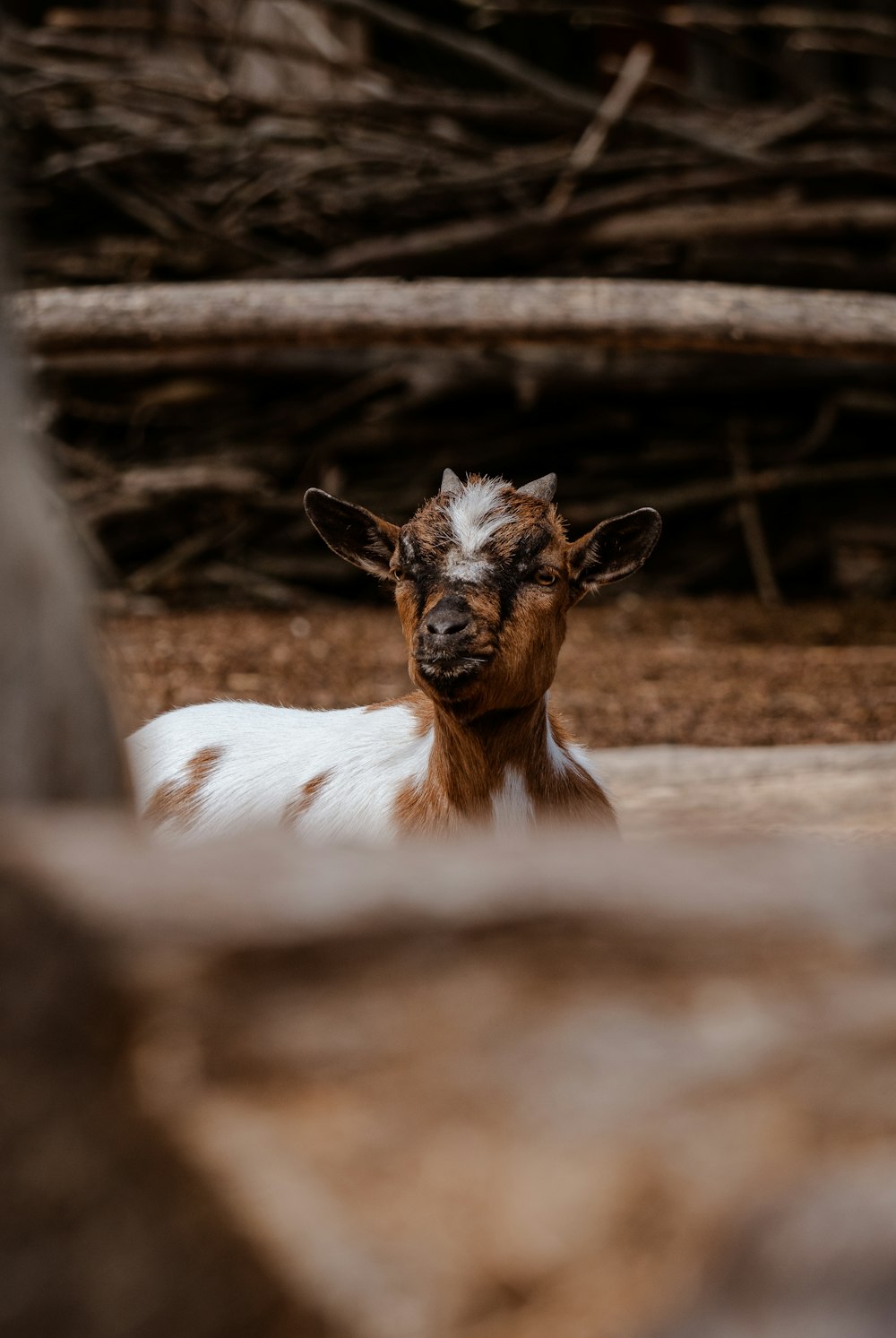 a brown and white goat laying on top of a dirt field