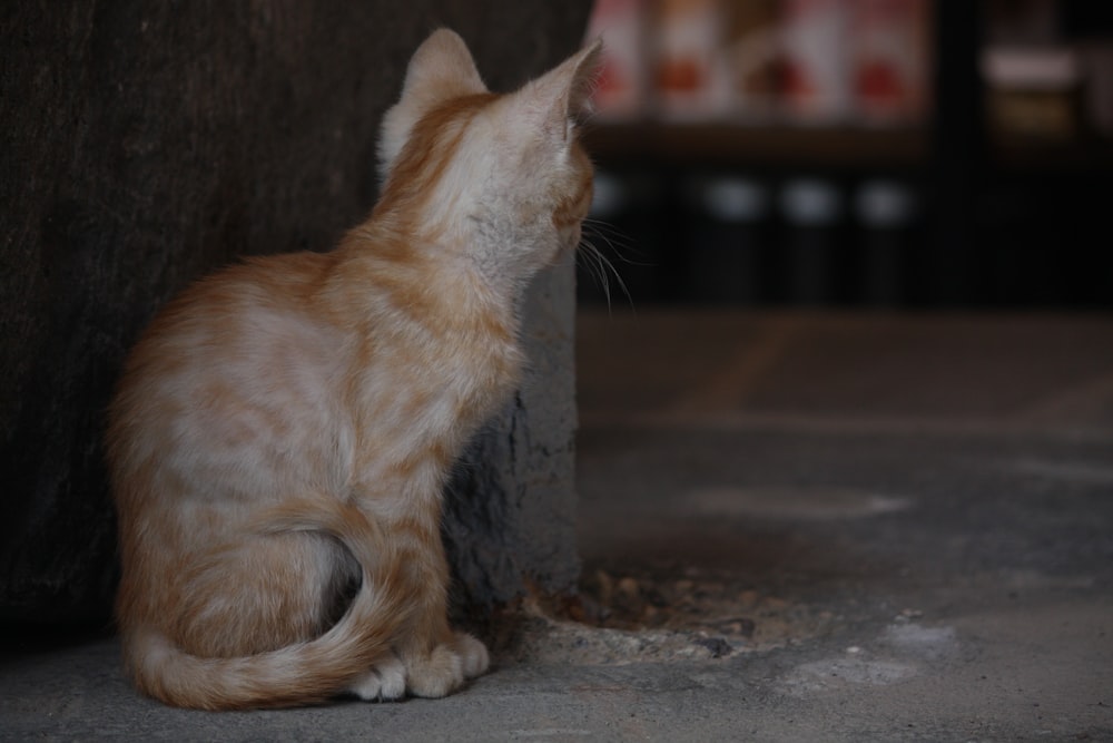 an orange and white cat sitting next to a wall