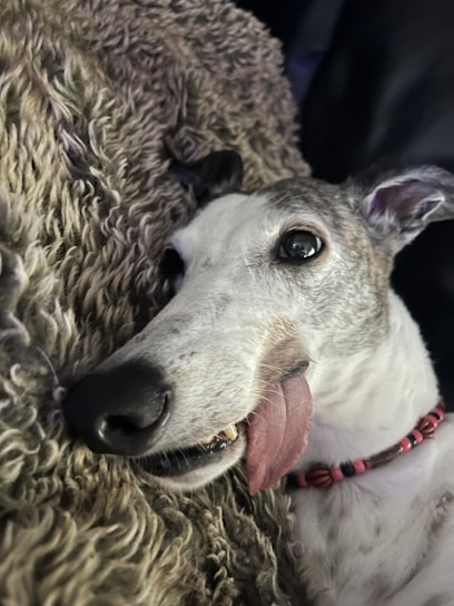 A greyhound with a white and grey coat lies on a fuzzy brown blanket. The dog looks relaxed with its tongue sticking out slightly and wears a red and black beaded collar.