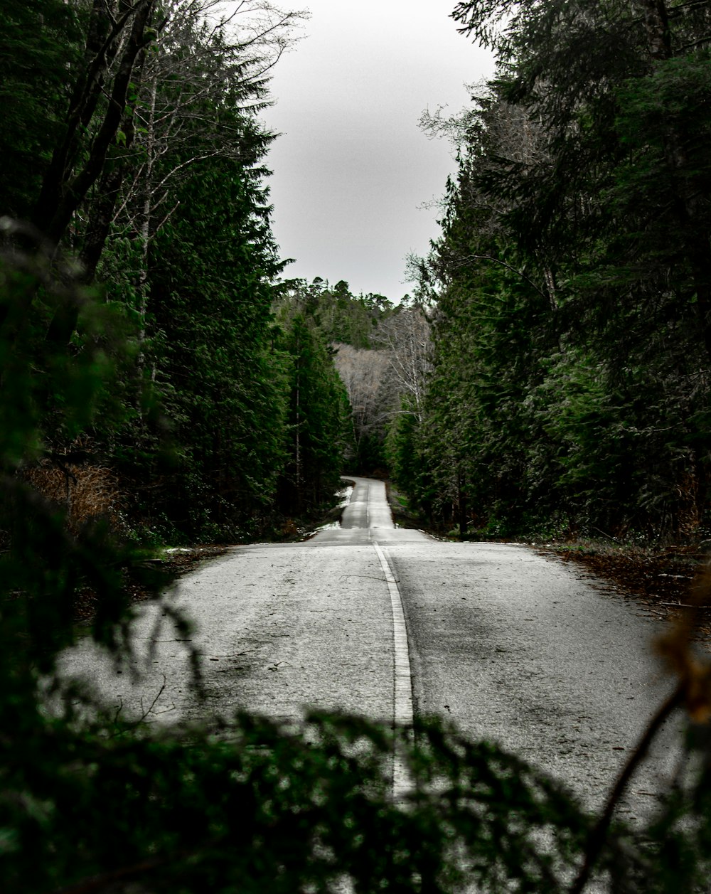 a wet road surrounded by trees and bushes