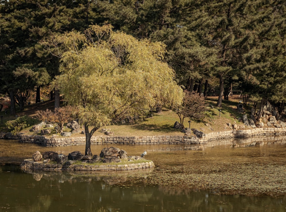 a pond with a tree in the middle of it