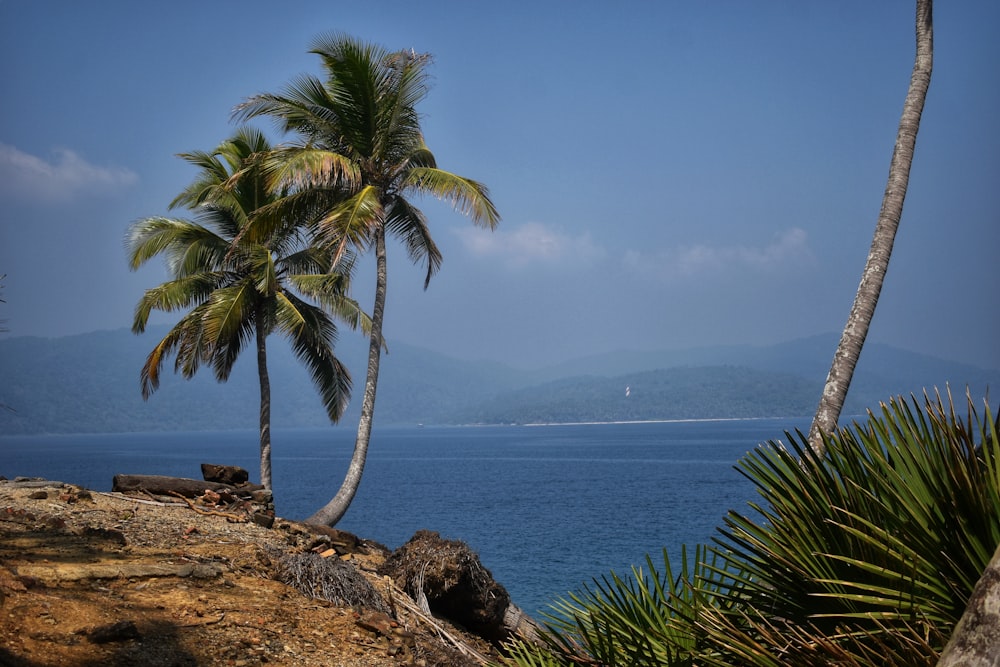 two palm trees on a cliff overlooking a body of water