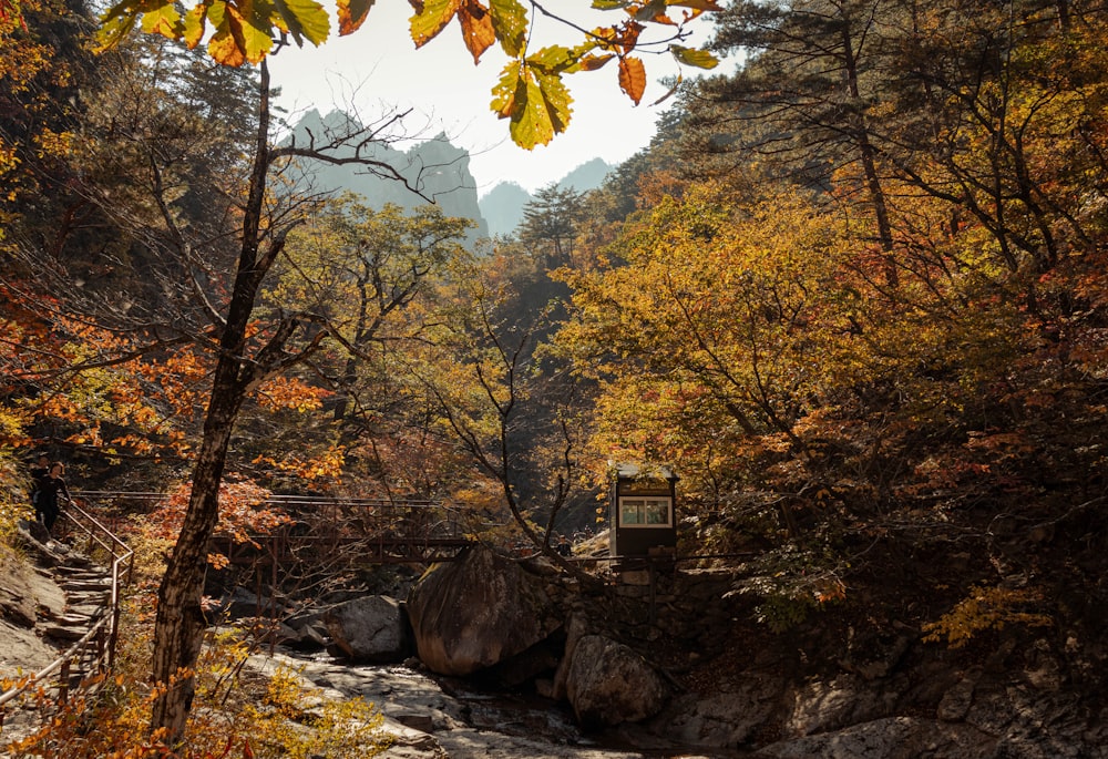 un ruisseau qui coule à travers une forêt remplie de nombreux arbres