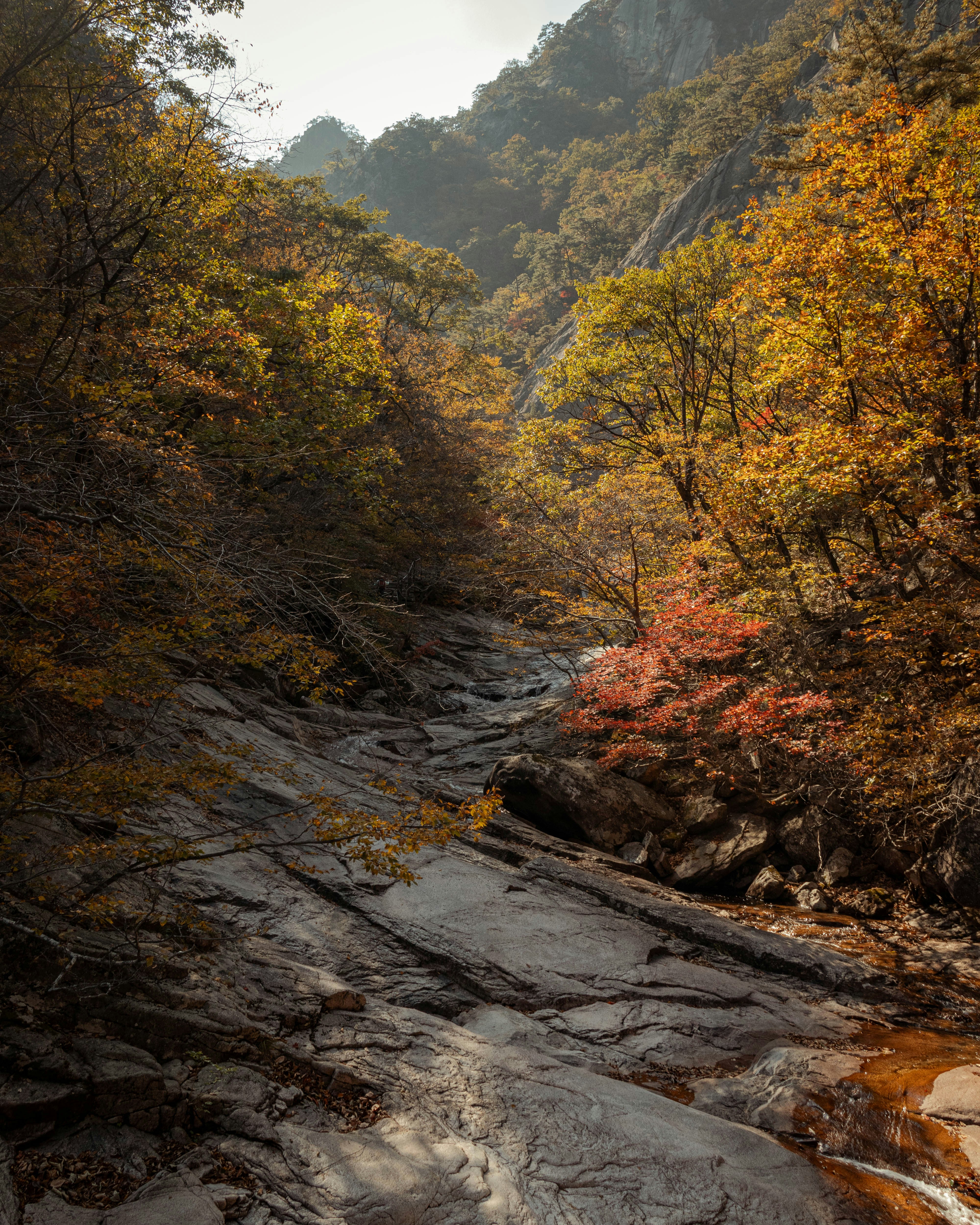 a river running through a forest filled with lots of trees