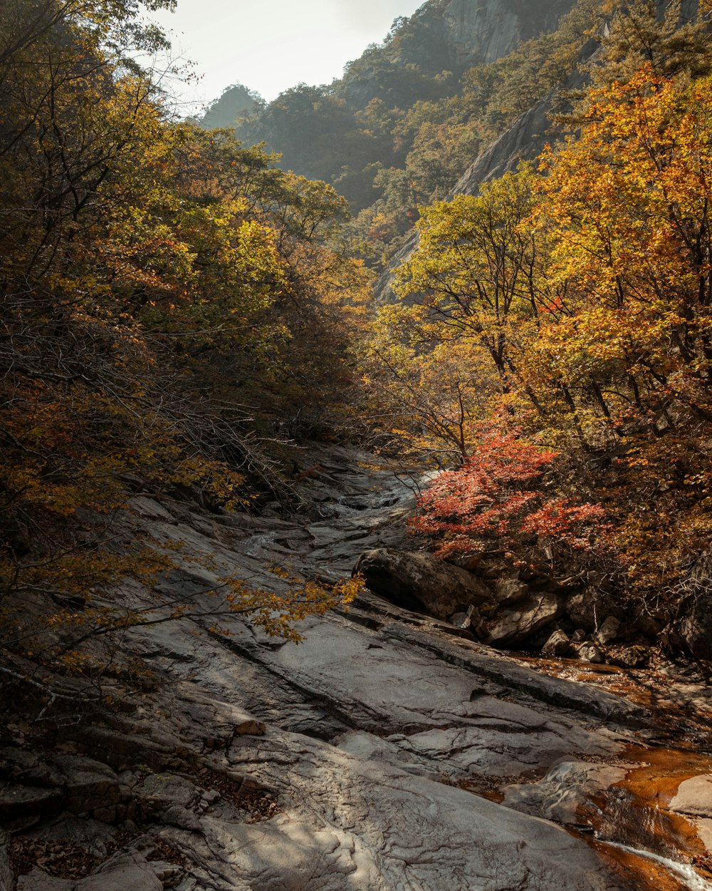 a river running through a forest filled with lots of trees