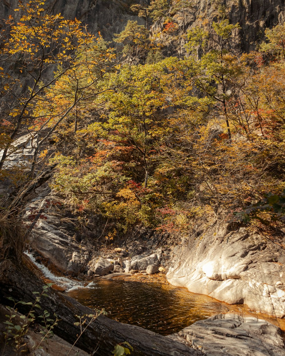 a stream running through a forest filled with lots of trees