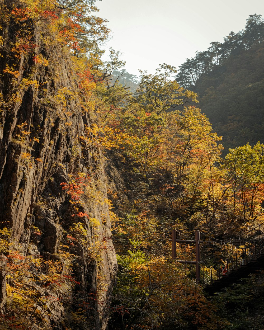 a scenic view of a forest with a bridge in the middle of it