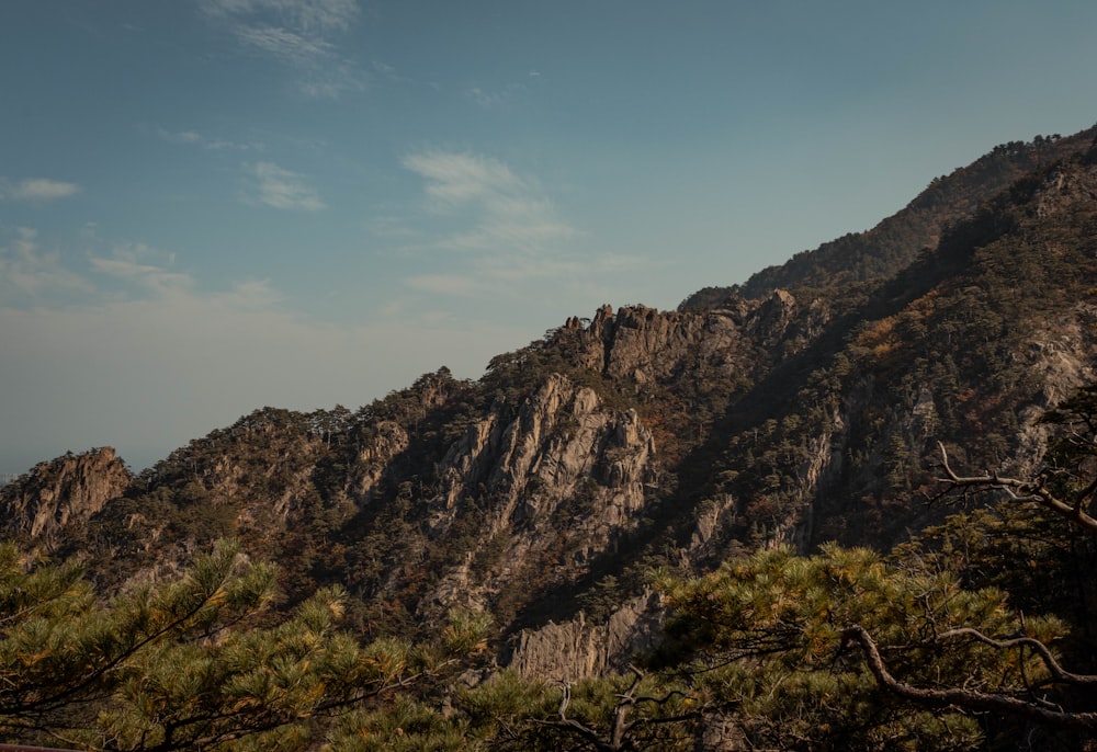 a view of a mountain range with pine trees in the foreground