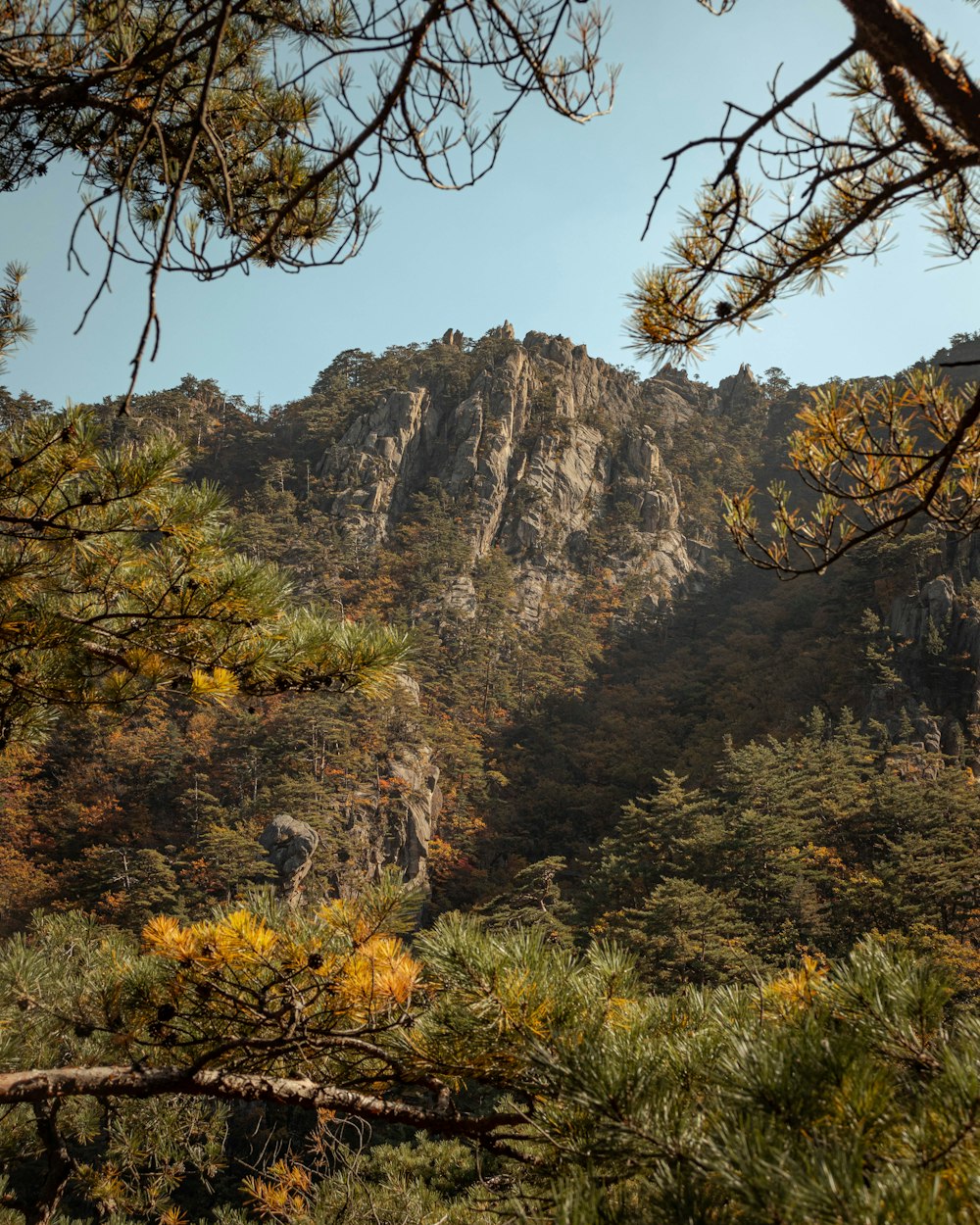 a view of a mountain with trees in the foreground