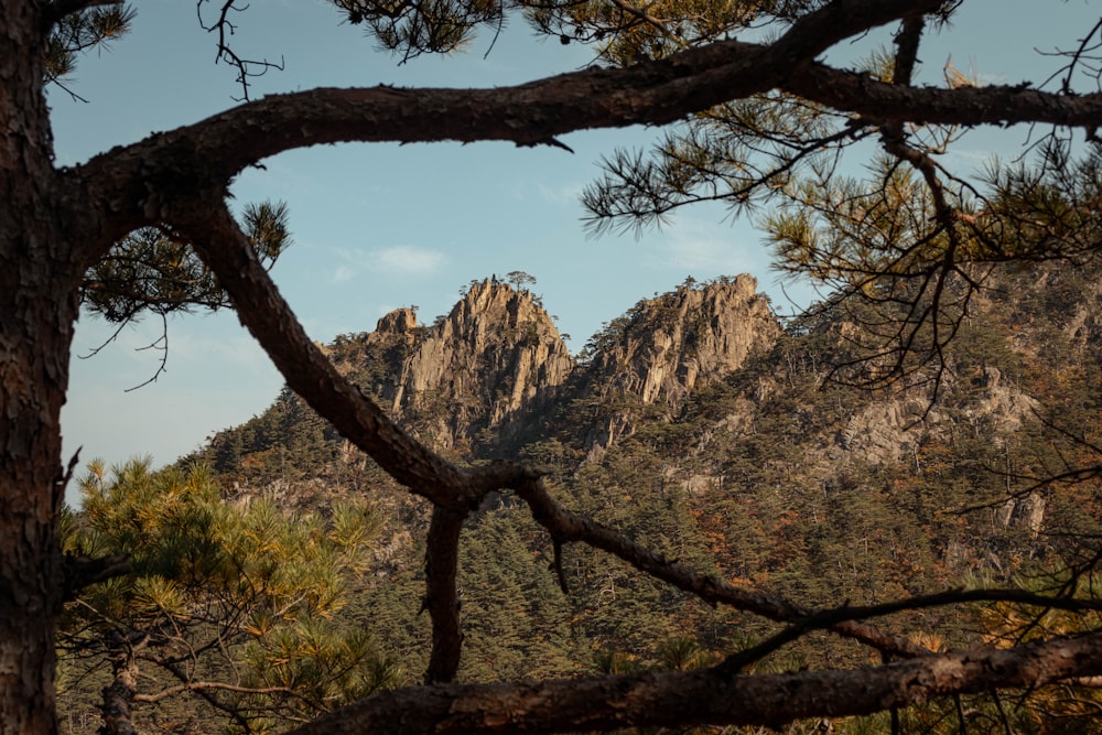 uma vista de uma cordilheira através de algumas árvores