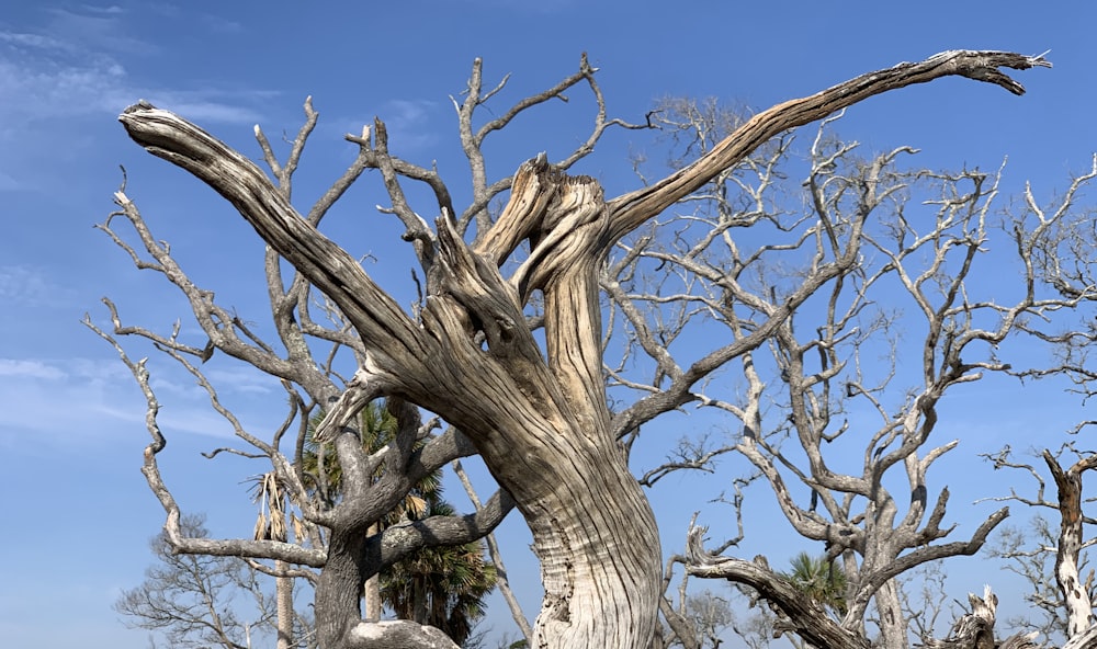 a dead tree in the middle of a field