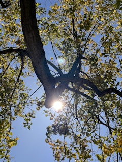 the sun shines through the branches of a tree