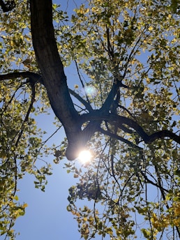 the sun shines through the branches of a tree