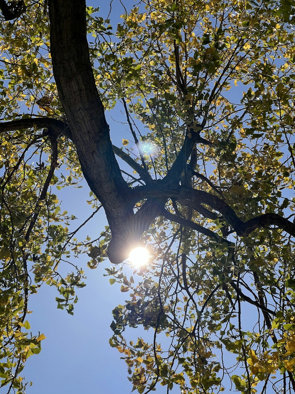 Die Sonne scheint durch die Äste eines Baumes