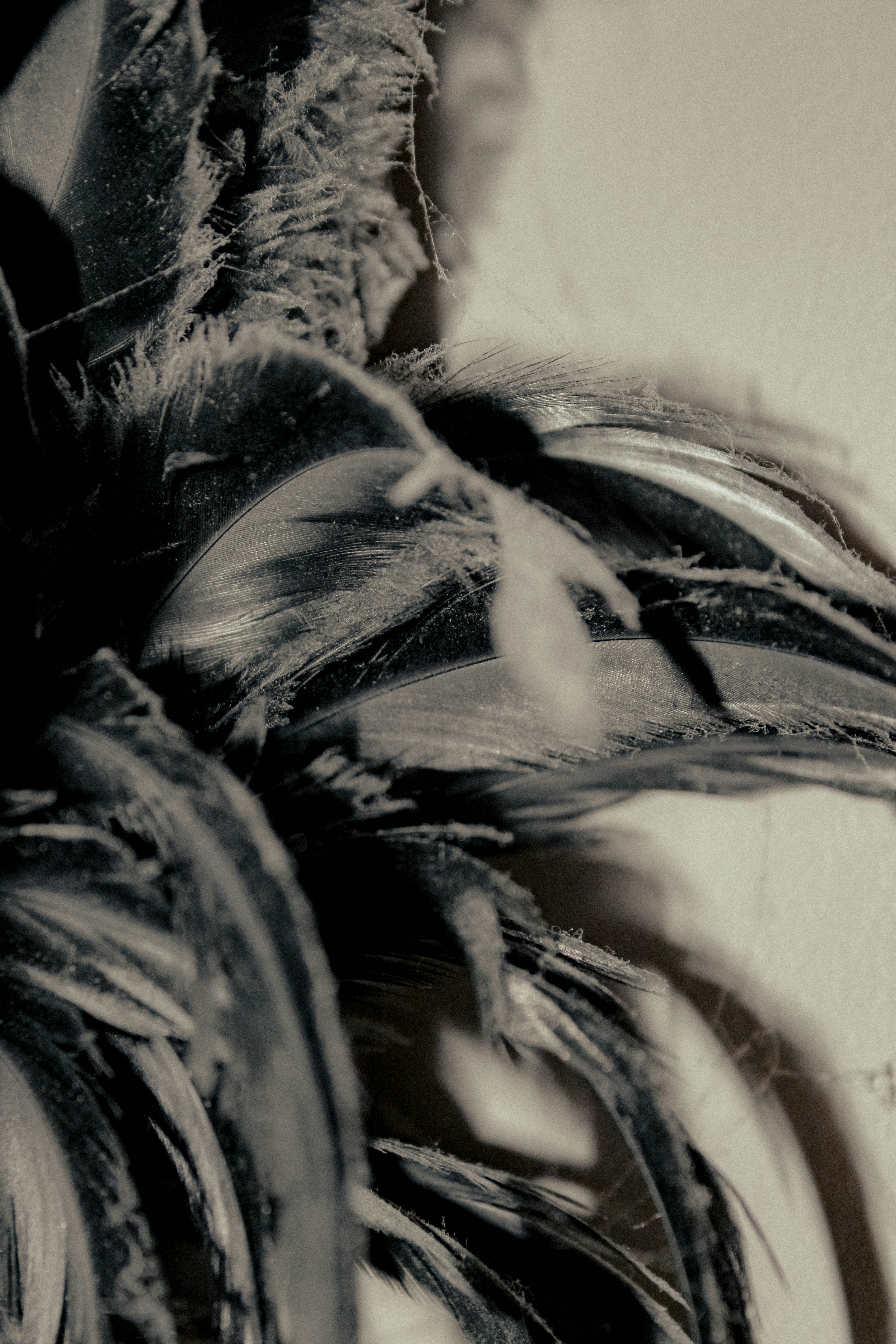 Photo by linusbelanger