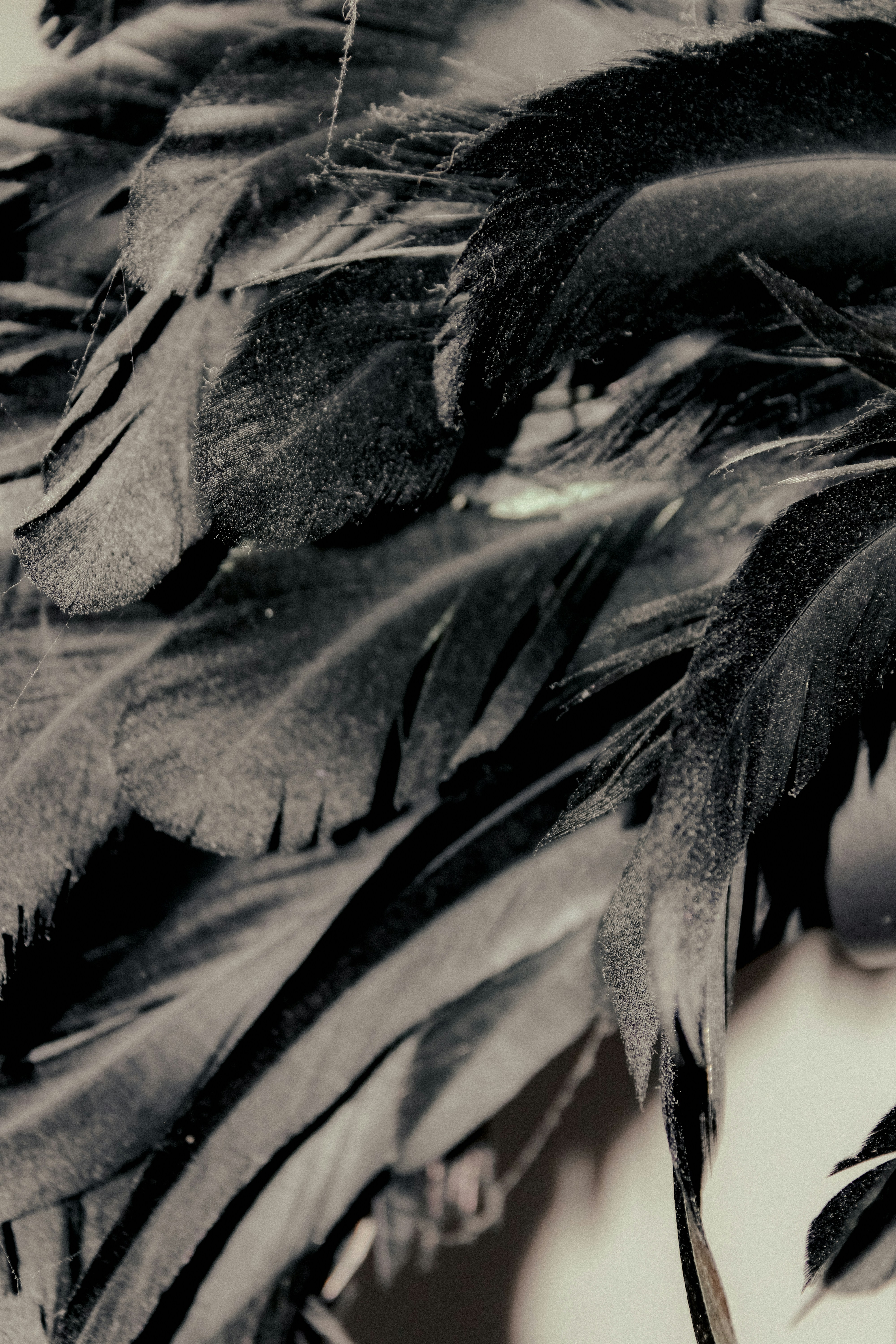 Photo by linusbelanger