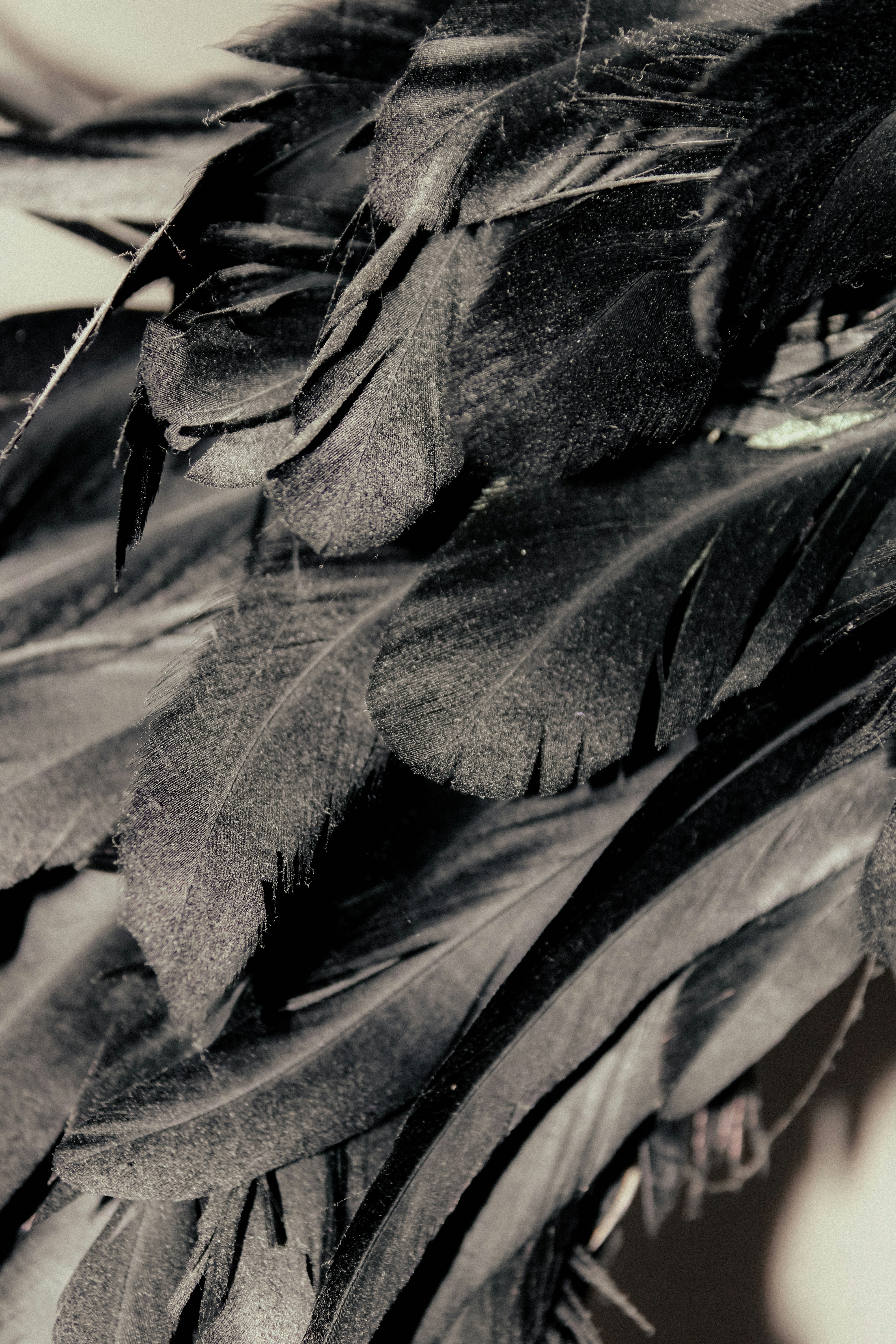 Photo by linusbelanger