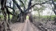 a dirt road surrounded by trees with a tunnel in the middle