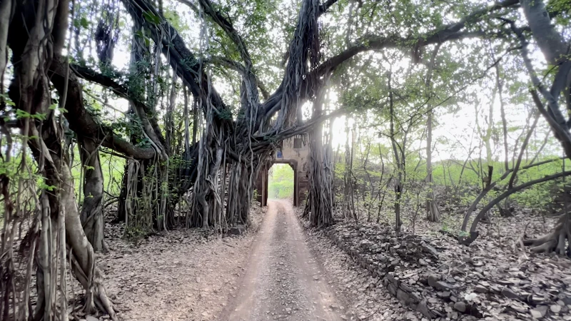 Best Photo Spots in Ranthambore: 10 Locations Worth the Walk