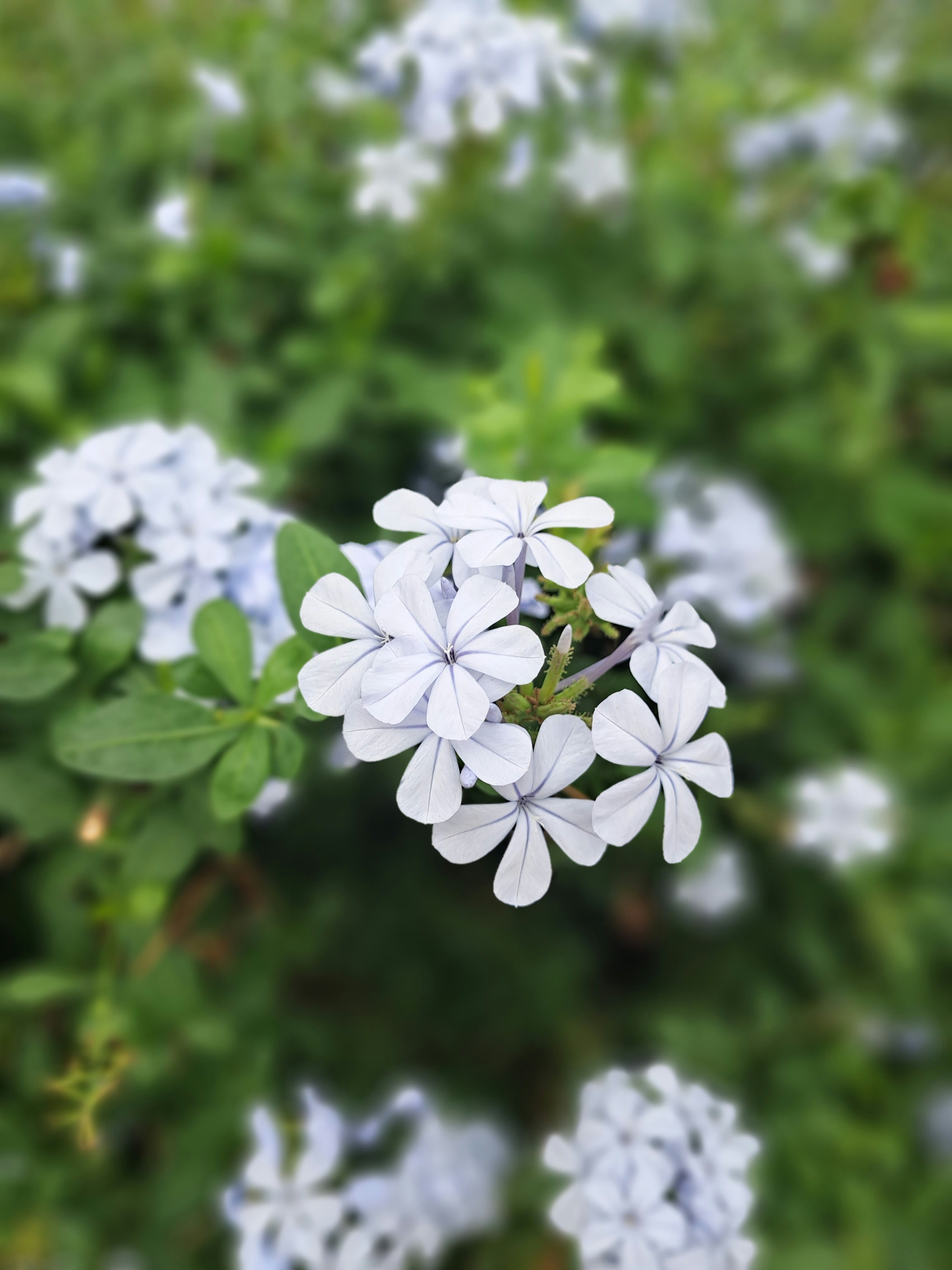 a close up of a bunch of white flowers