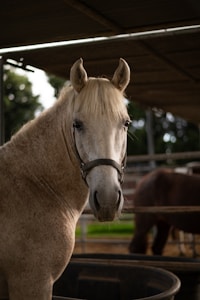 A light-colored horse with a white mane and a halter stands in a stable. The background includes another horse and a metal railing, with natural light filtering through the roof.
