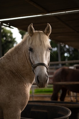 A light-colored horse with a white mane and a halter stands in a stable. The background includes another horse and a metal railing, with natural light filtering through the roof.