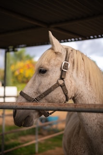 A white horse with a speckled coat is wearing a harness and standing in a sheltered area within a pen. The background includes a blurred view of greenery and bright flowers, suggesting an outdoor environment.