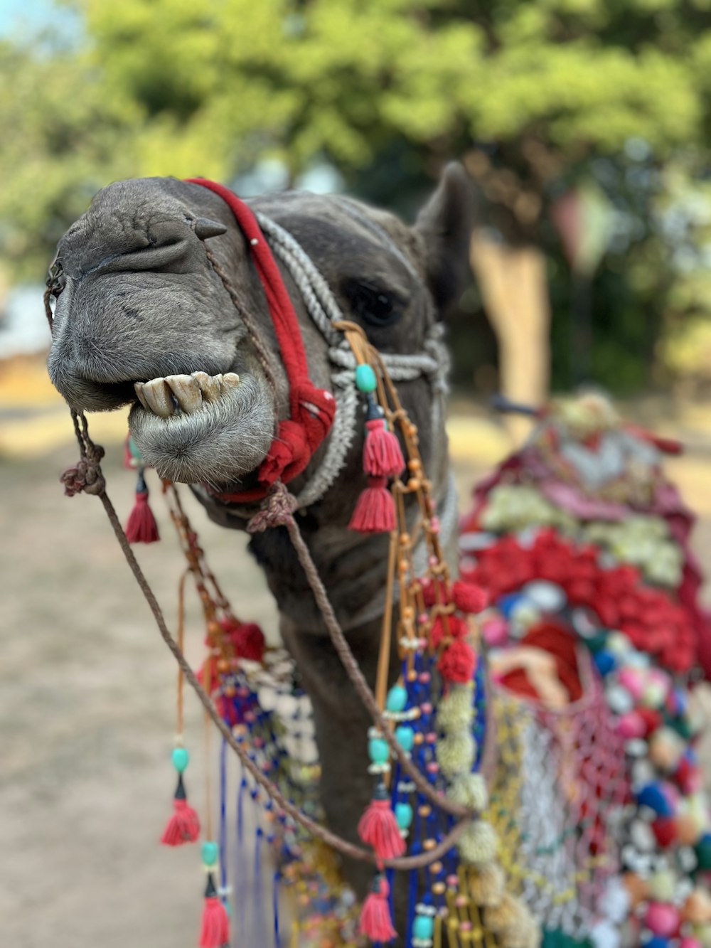 a close up of a camel with a chain around its neck