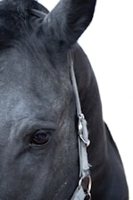 Close-up of a black horse's face focusing on its eye, ear, and part of the harness.
