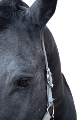 Close-up of a black horse's face focusing on its eye, ear, and part of the harness.
