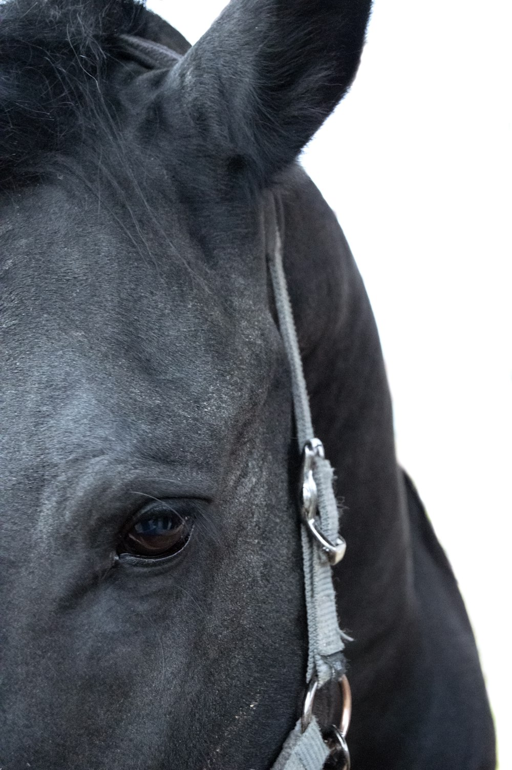 a close up of a black horse with a white background