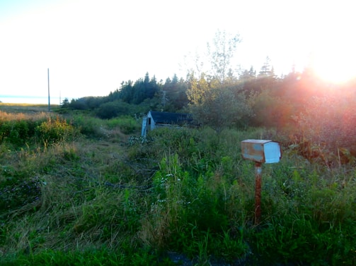 A cozy farm mailbox with fresh greens peeking out, bathed in warm sunlight.