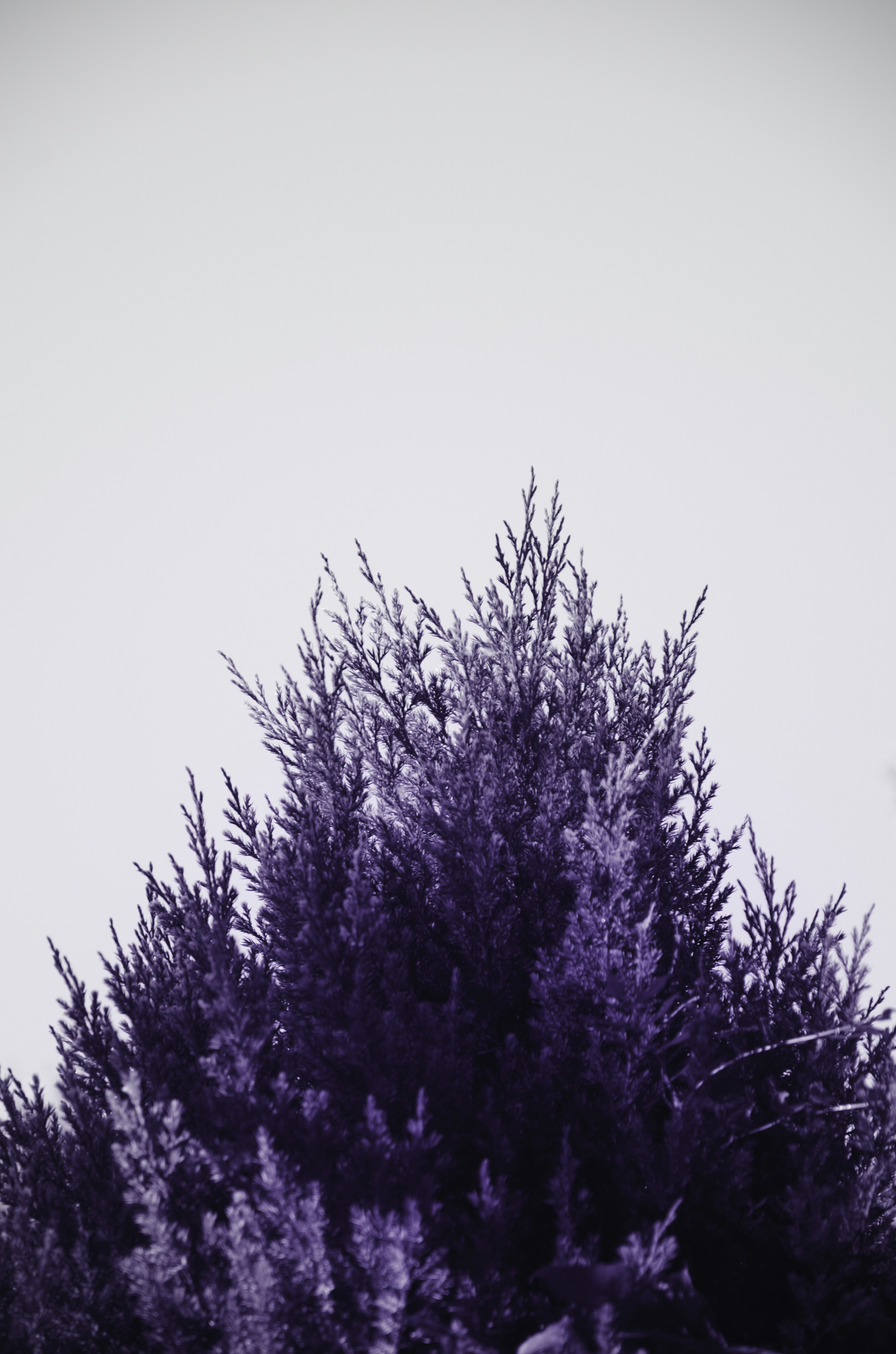 Photo by danila_balashkin