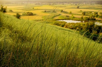A panoramic view of lush green fields with farmers working under the warm sun.