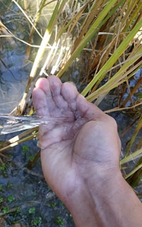 A hand is held out with fingers cupped to catch a stream of water, surrounded by tall green grasses and sunlight reflecting off the water surface.
