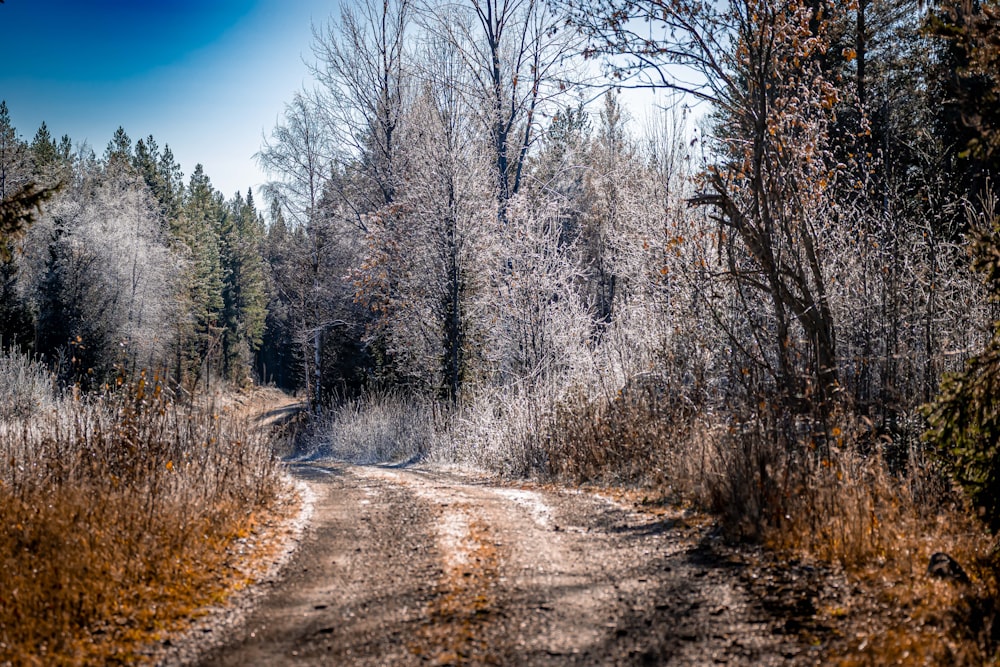 ein Feldweg mitten im Wald