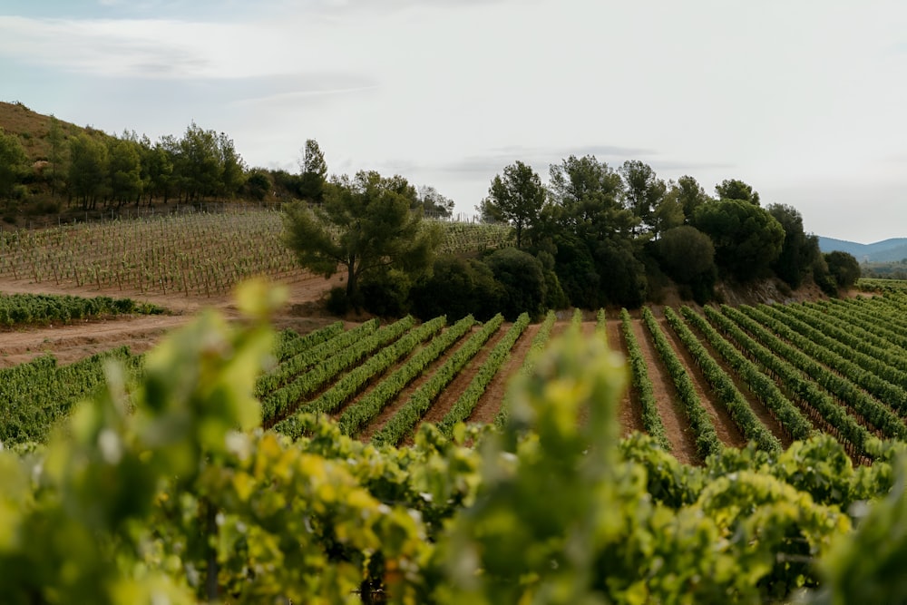 a large field of green plants with trees in the background