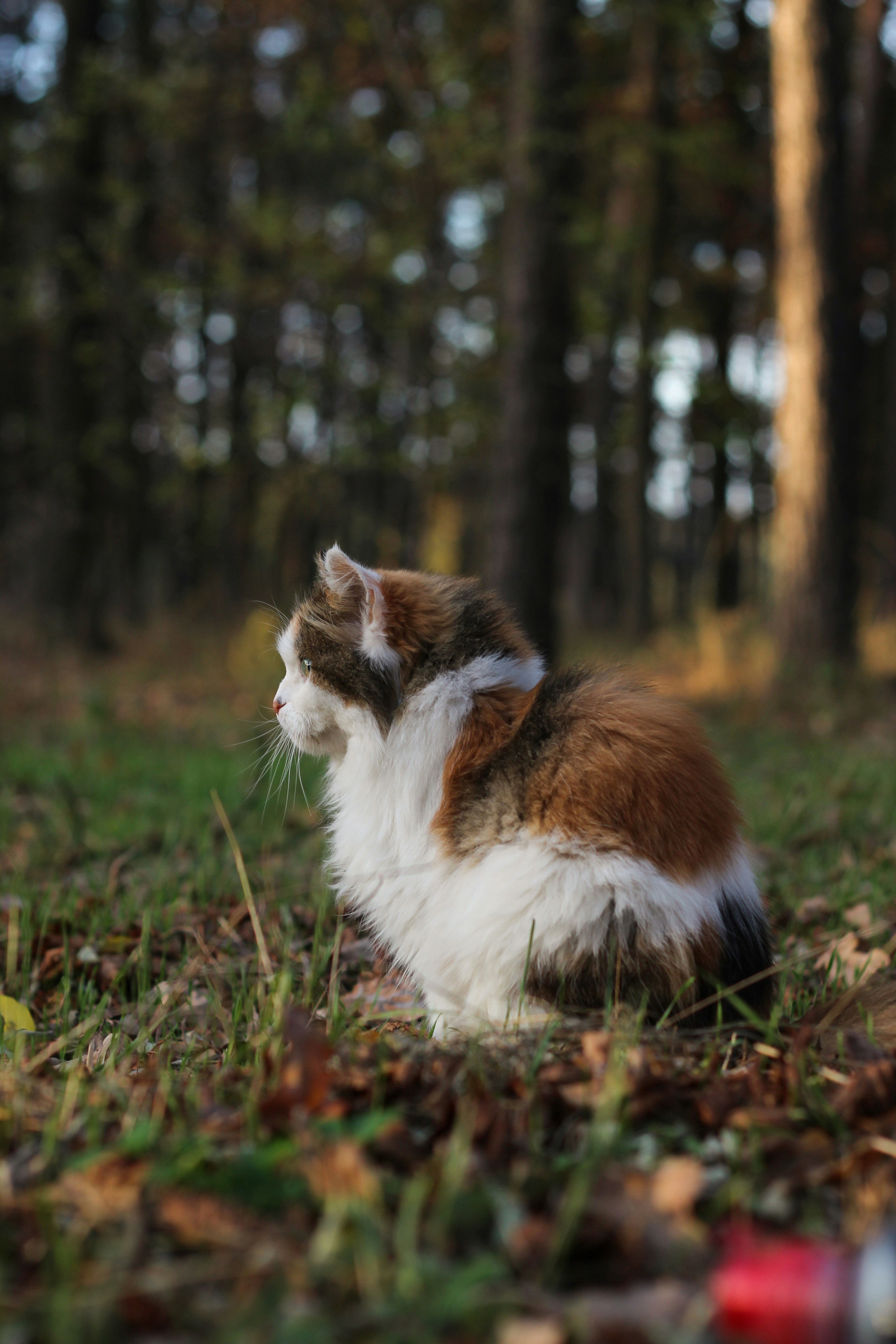 Un gato calicó sentado en medio de un bosque