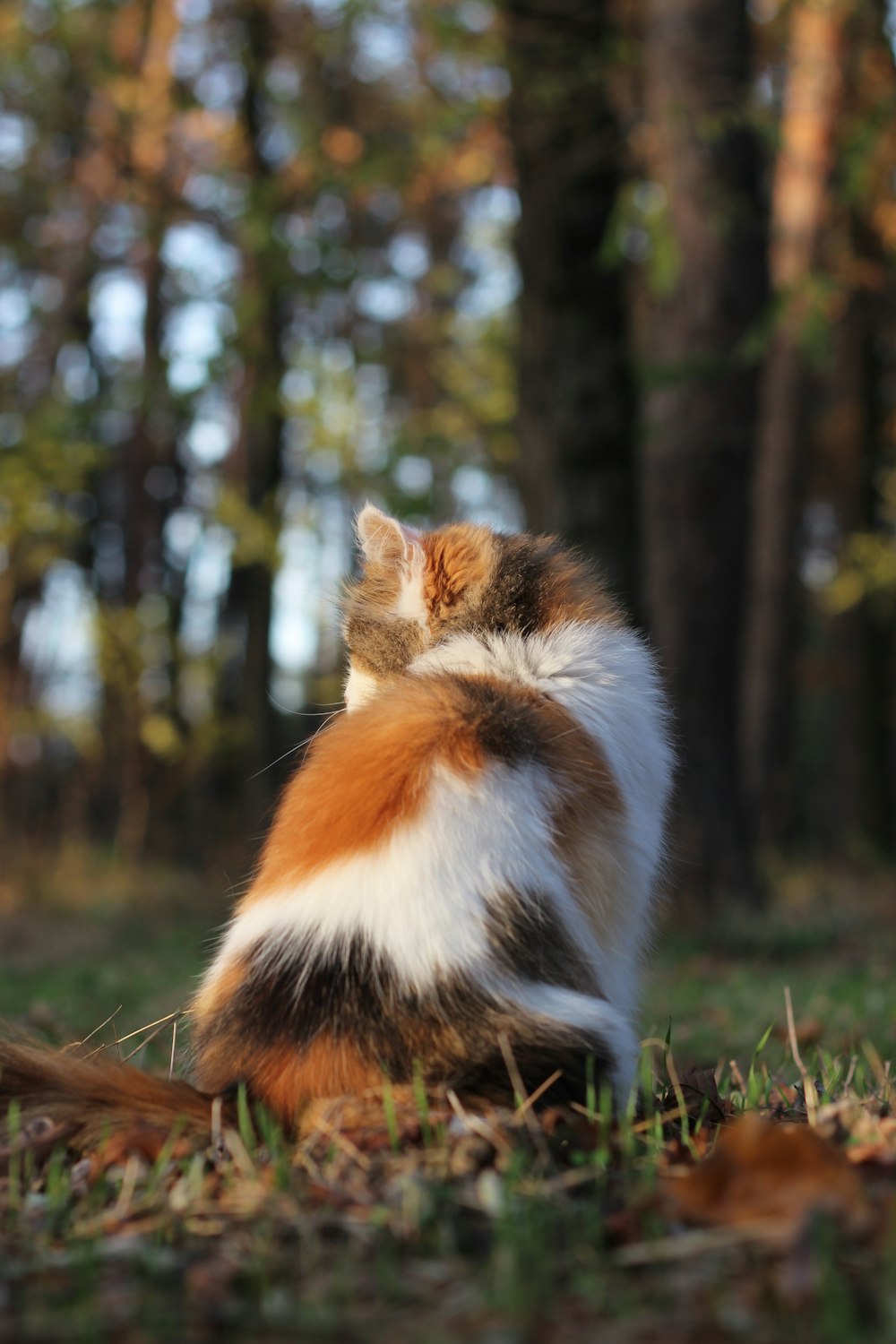 草むらに座って見上げる猫