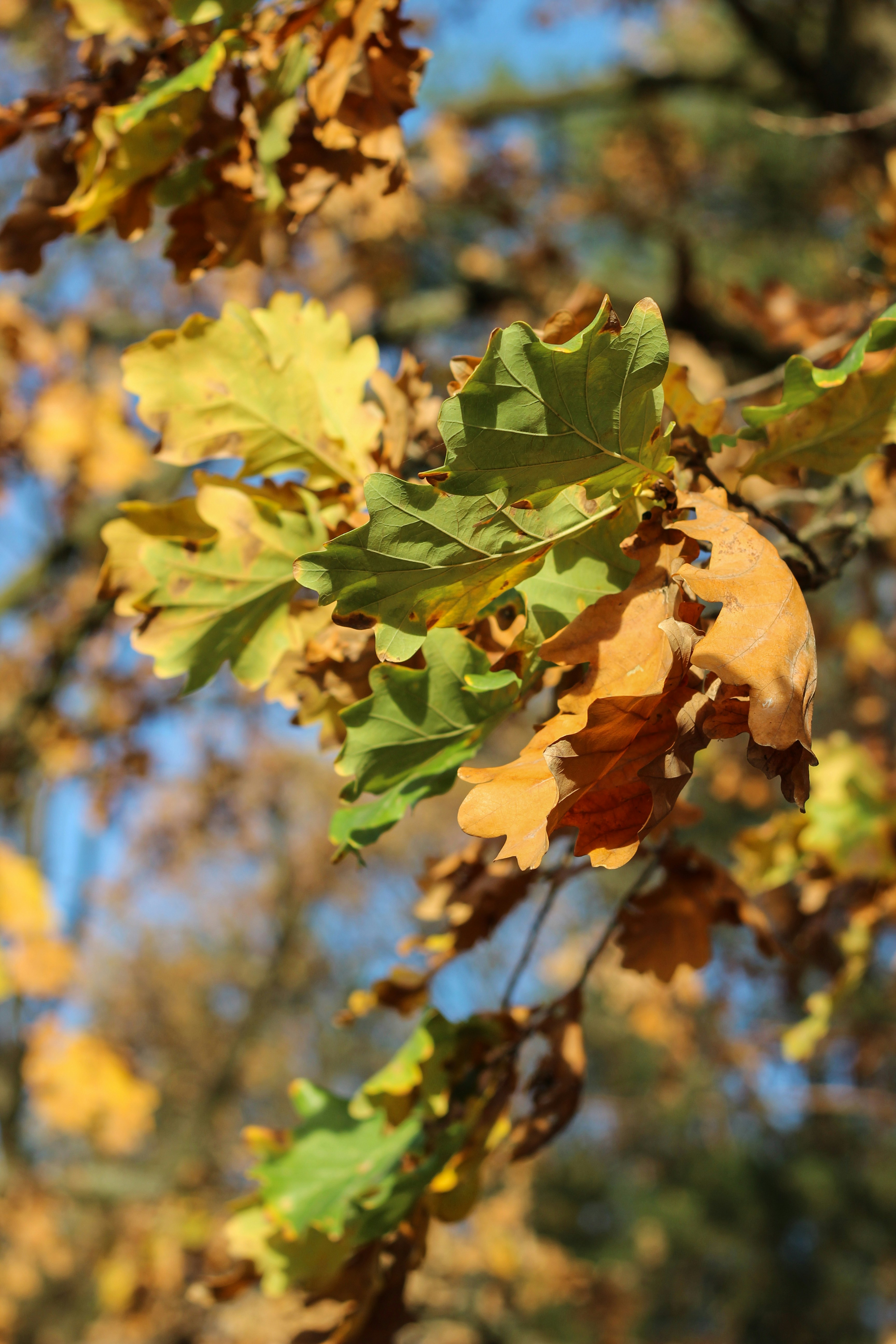 Photo by big_head_hunter