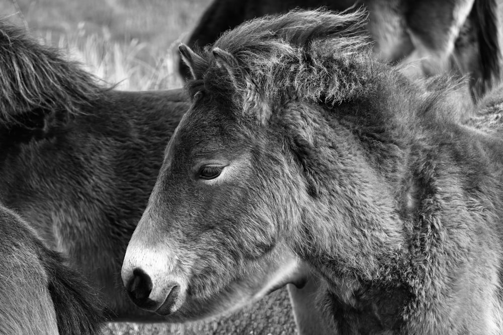 a black and white photo of two horses