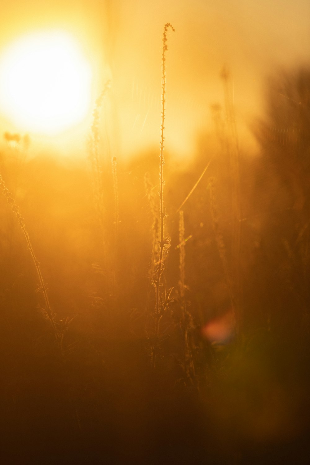 the sun is setting over a field of tall grass