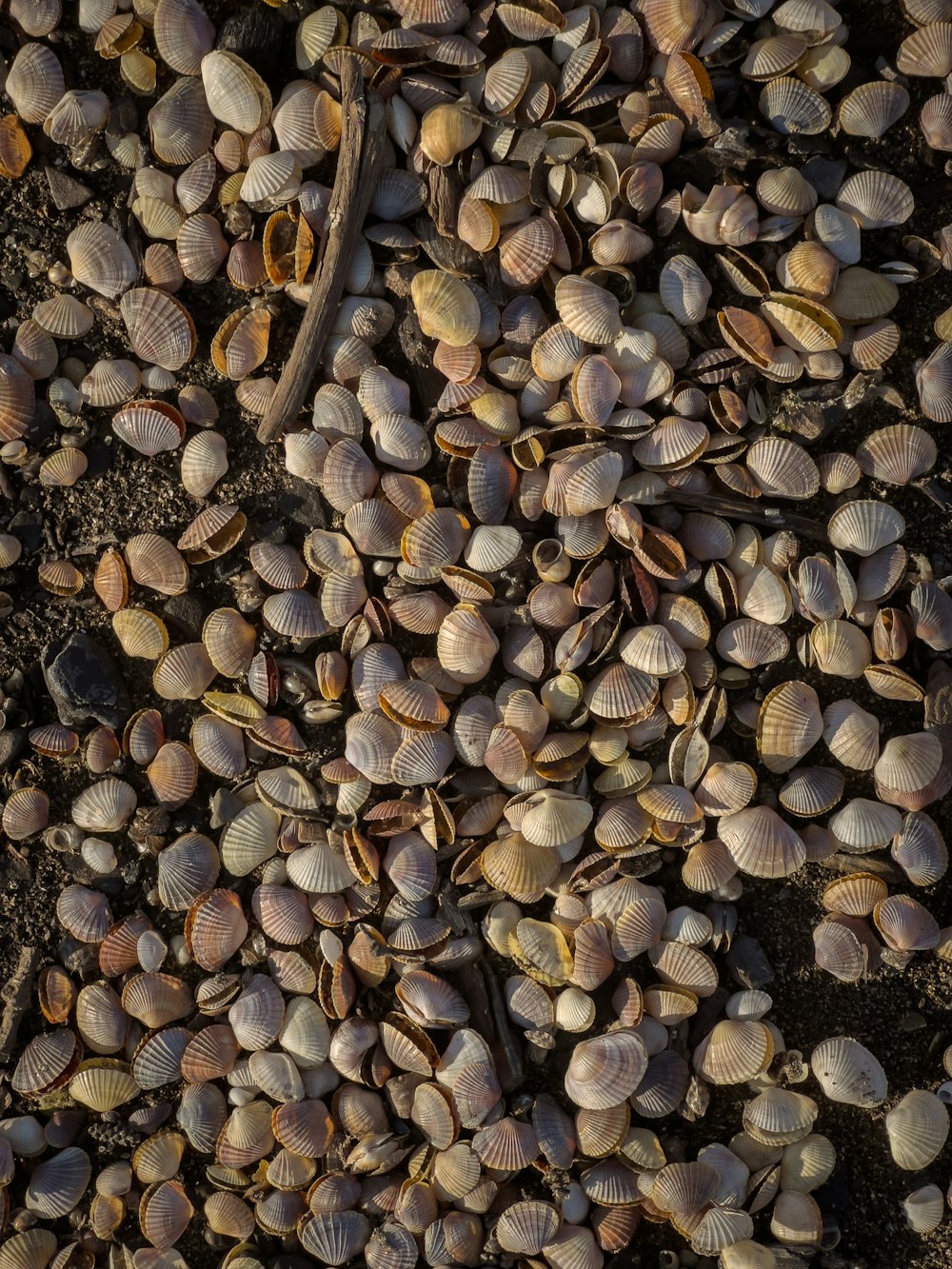 a bunch of seashells that are laying on the ground