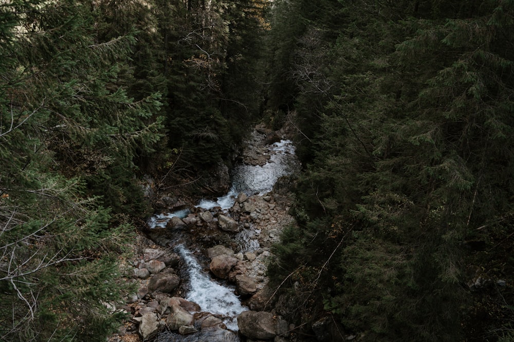 a river running through a lush green forest