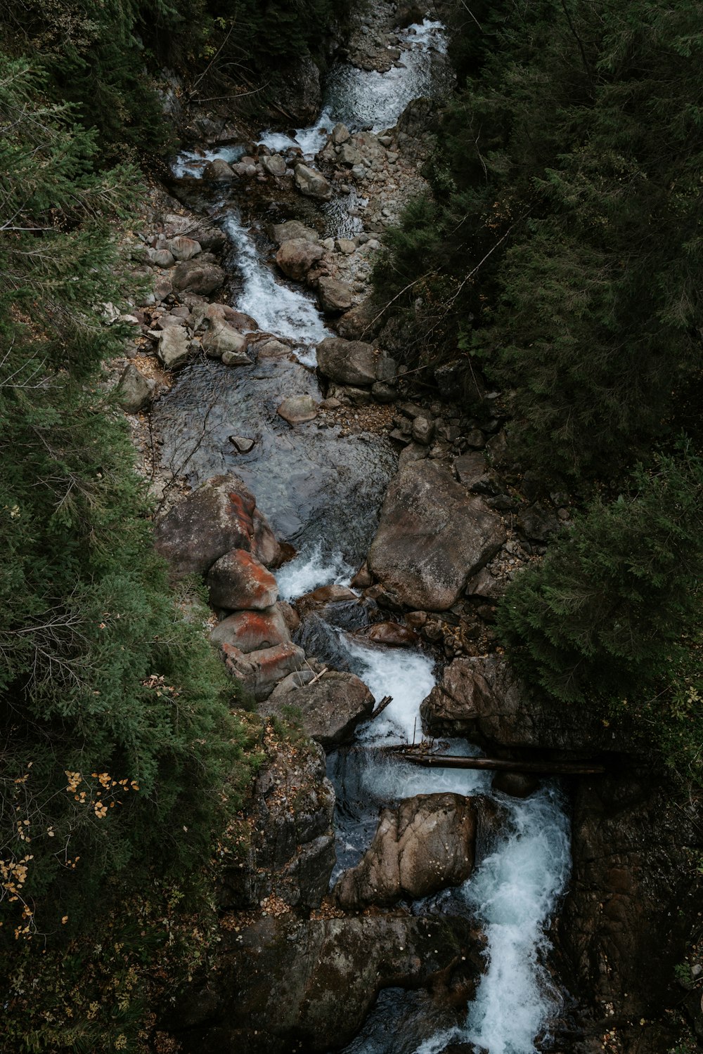 a stream running through a forest filled with rocks