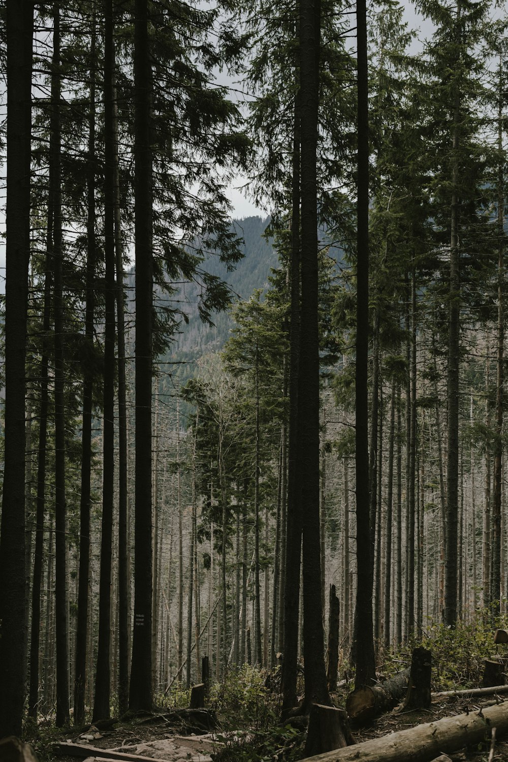 Un bosque lleno de muchos árboles altos